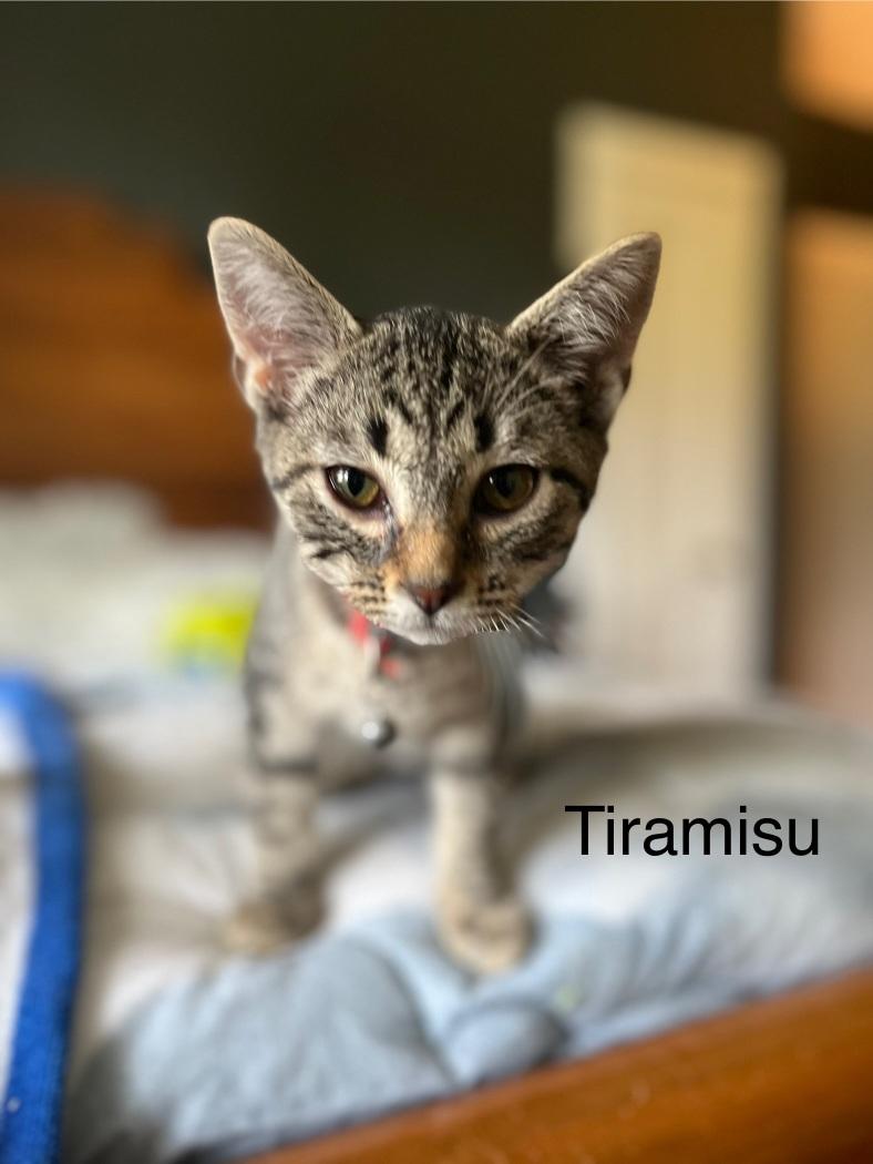 Tiramisu + Gelato (bonded brother + sister) photo 2