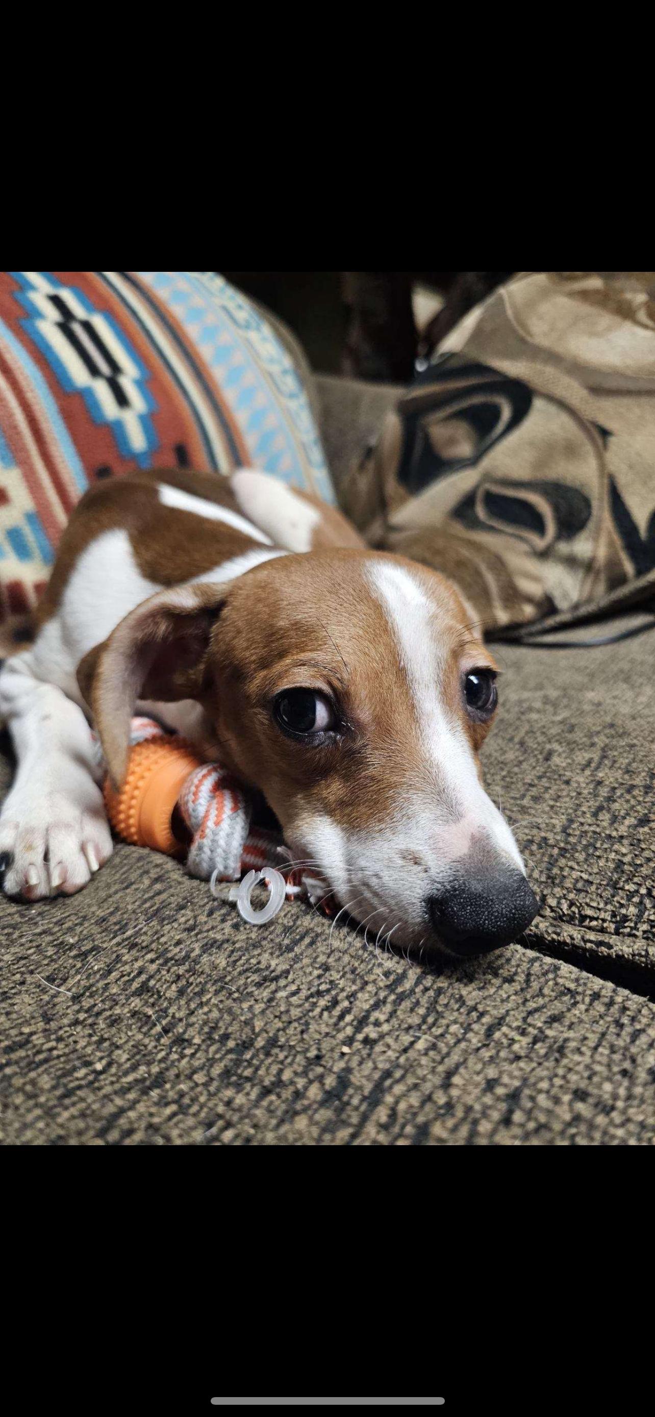 Enlarge Baxter - The Jack Russel Mix, a Adoptable mixed breed in Anaheim, CA image 1/5