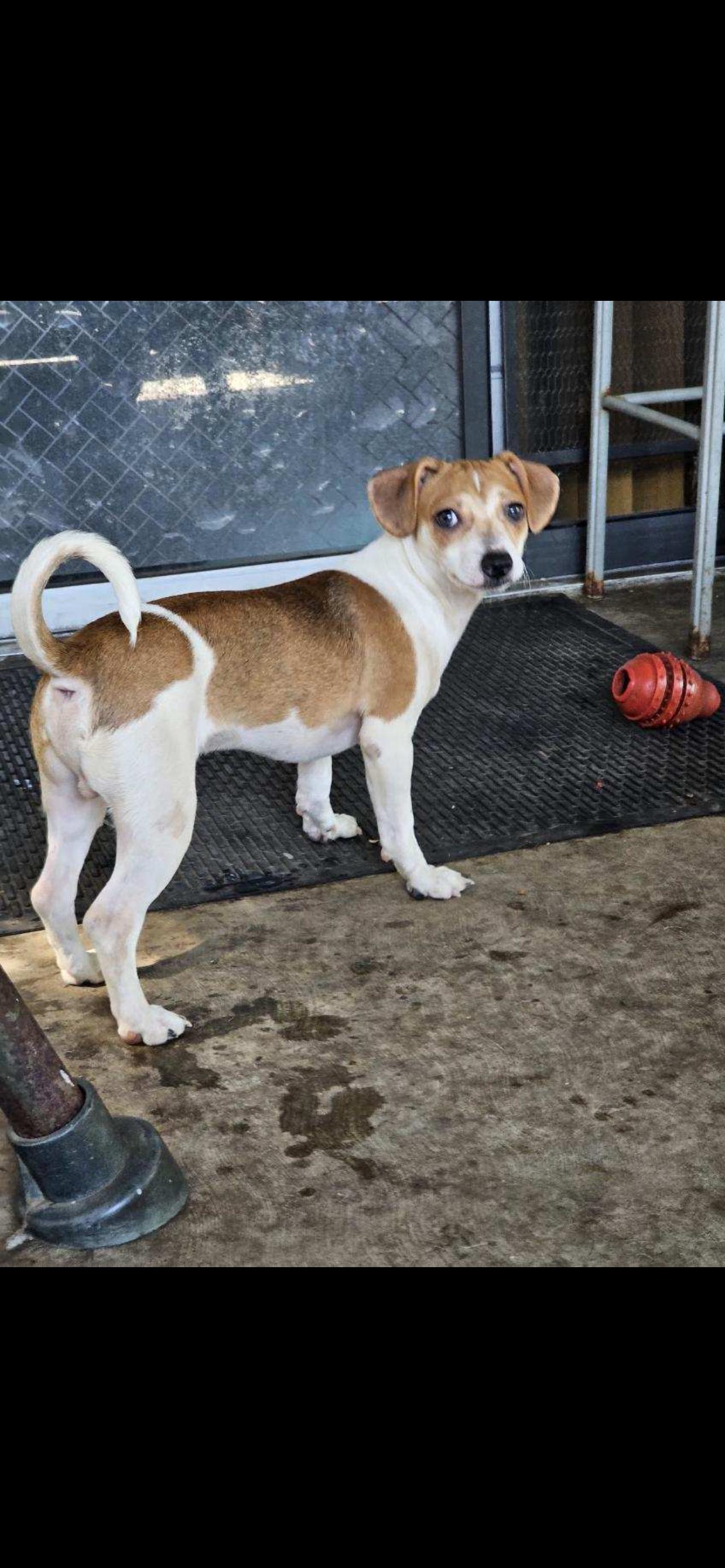 Enlarge Baxter - The Jack Russel Mix, a Adoptable mixed breed in Anaheim, CA image 3/5