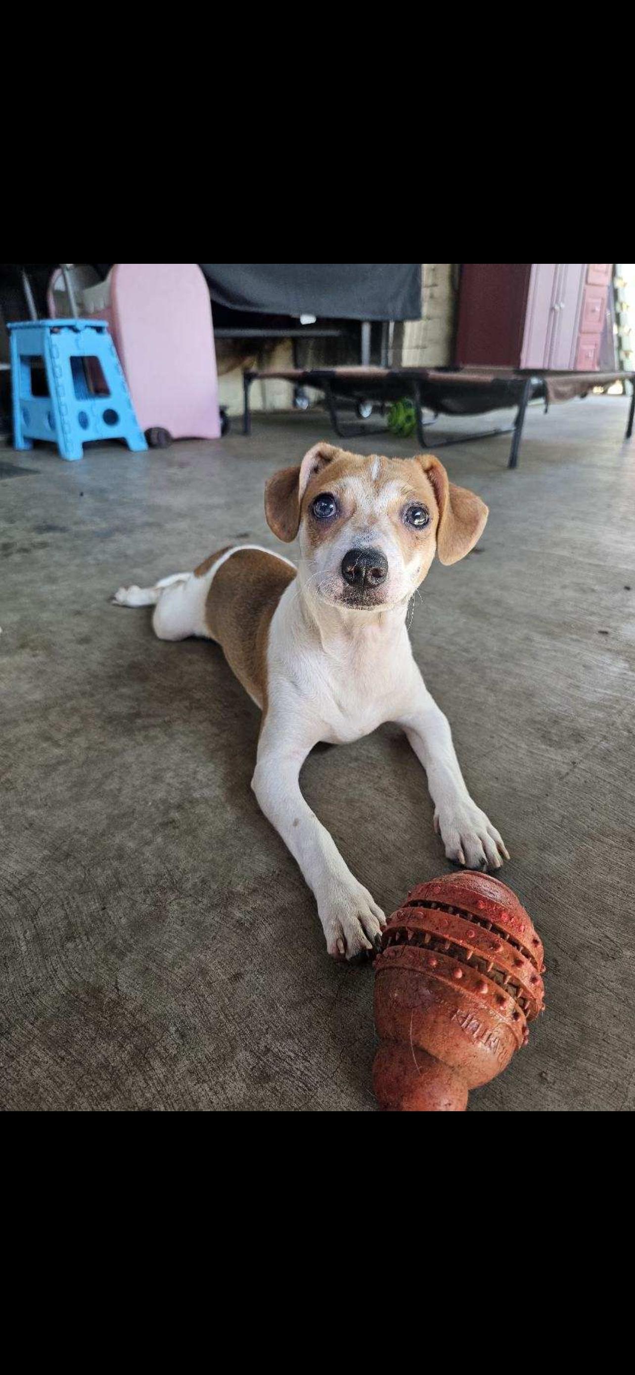 Enlarge Baxter - The Jack Russel Mix, a Adoptable mixed breed in Anaheim, CA image 4/5