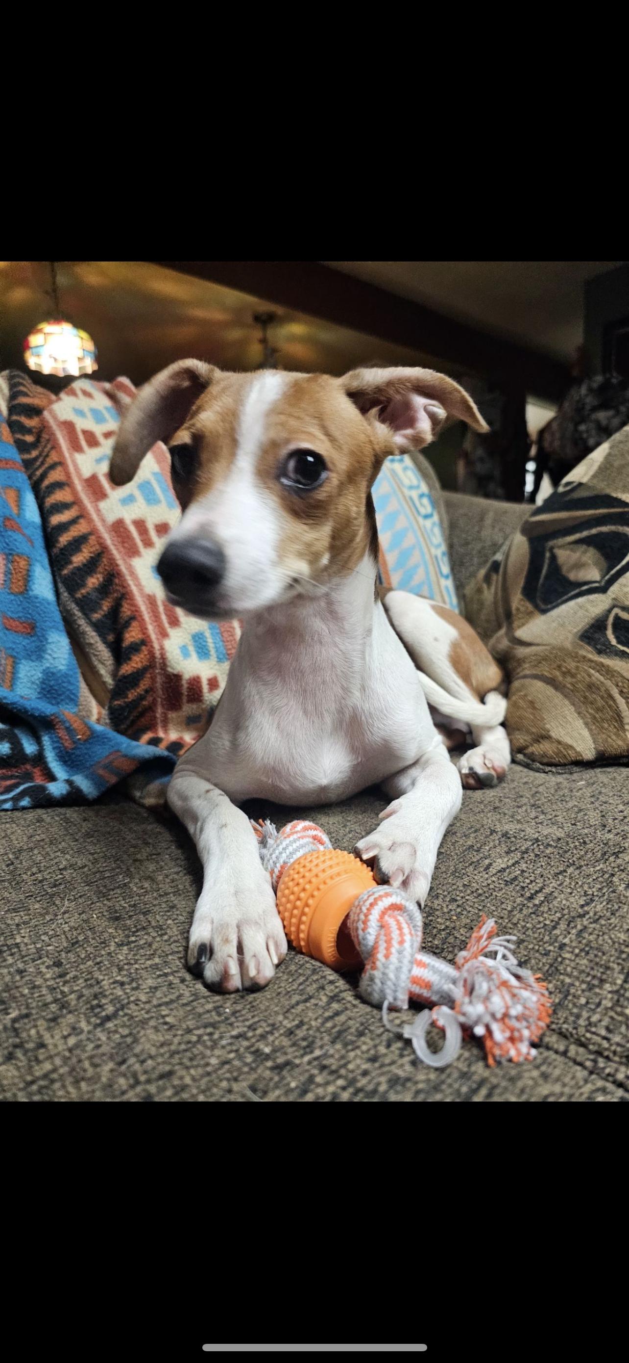 Enlarge Baxter - The Jack Russel Mix, a Adoptable mixed breed in Anaheim, CA image 5/5