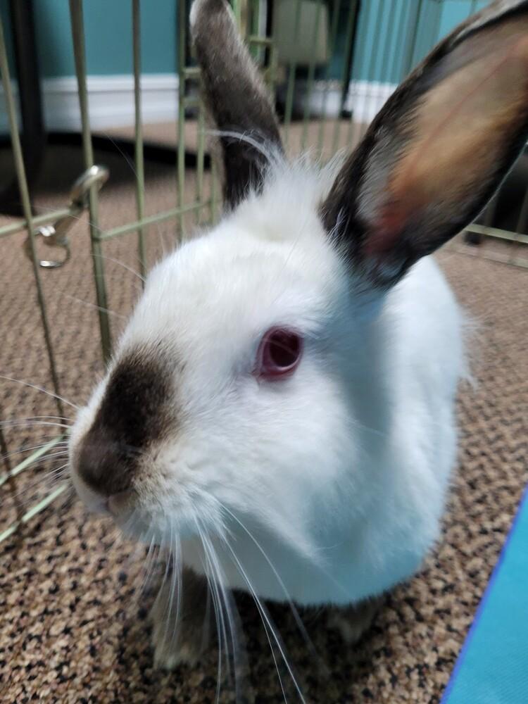Stella, Adoptable, Young Female Californian & Lionhead.