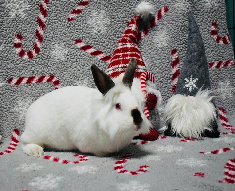 Enlarge Stella, a Adoptable mixed breed in Longwood, FL image 2/6