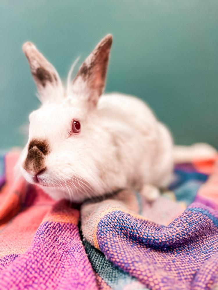 Enlarge Stella, a Adoptable mixed breed in Longwood, FL image 3/6