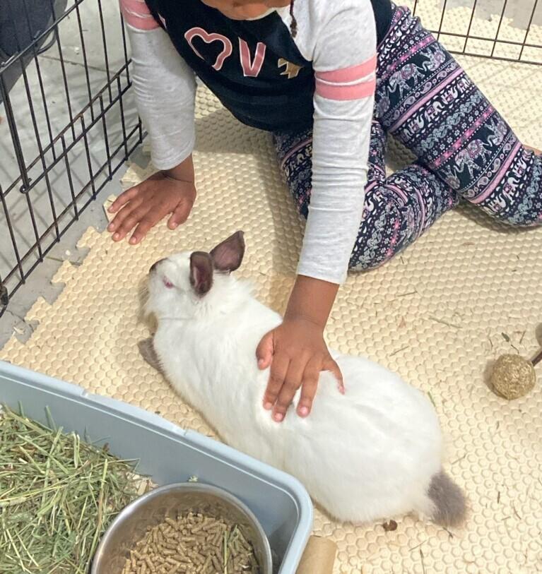 Enlarge Stella, a Adoptable mixed breed in Longwood, FL image 4/6