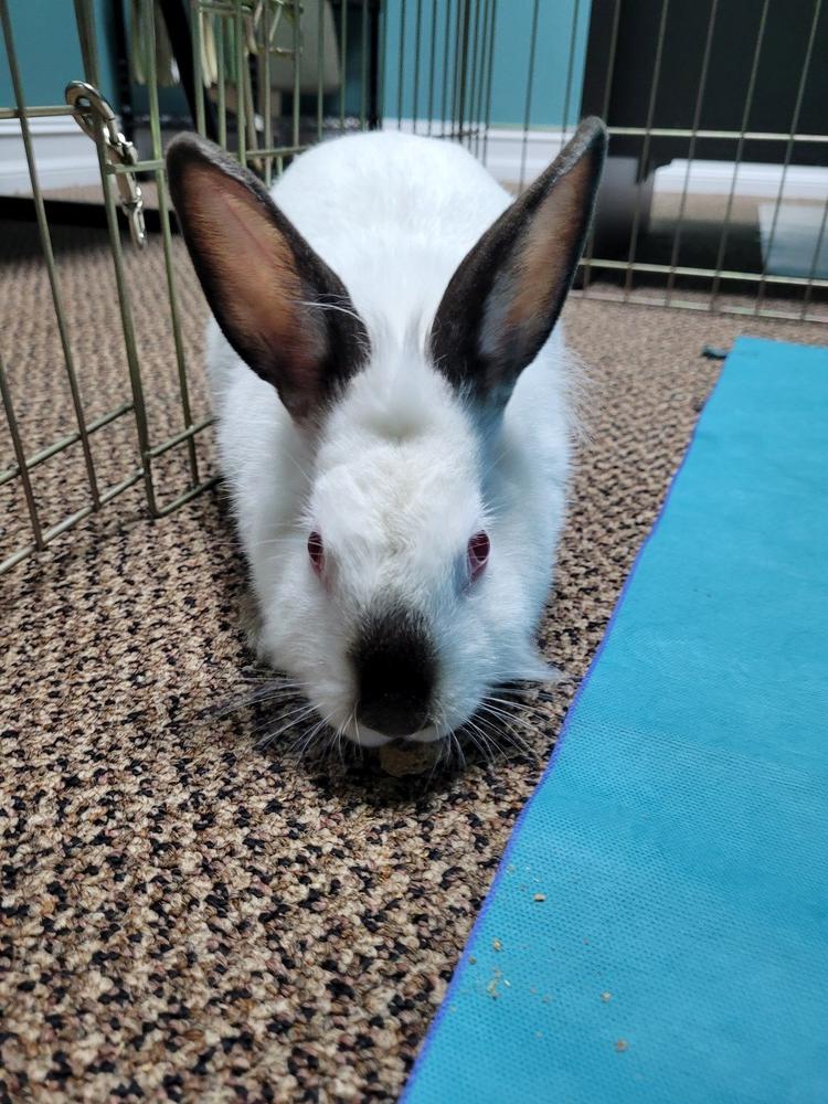 Enlarge Stella, a Adoptable mixed breed in Longwood, FL image 6/6