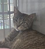 Miss Whimsy Von Tuna, a ADOPTABLE Domestic Short Hair in Eagle, CO image 2/2