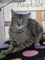Miss Whimsy Von Tuna, ADOPTABLE, Adult Female Domestic Short Hair.