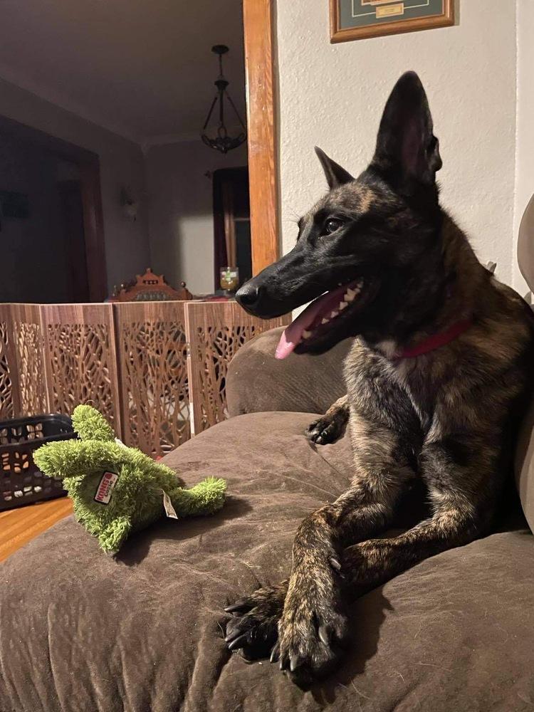 Enlarge Indie (fka Duchess) - located in Illinois, a Adoptable mixed breed in Tinley Park, IL image 1/3