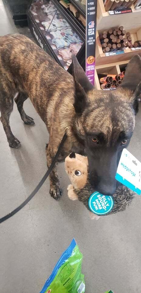 Enlarge Indie (fka Duchess) - located in Illinois, a Adoptable mixed breed in Tinley Park, IL image 2/3