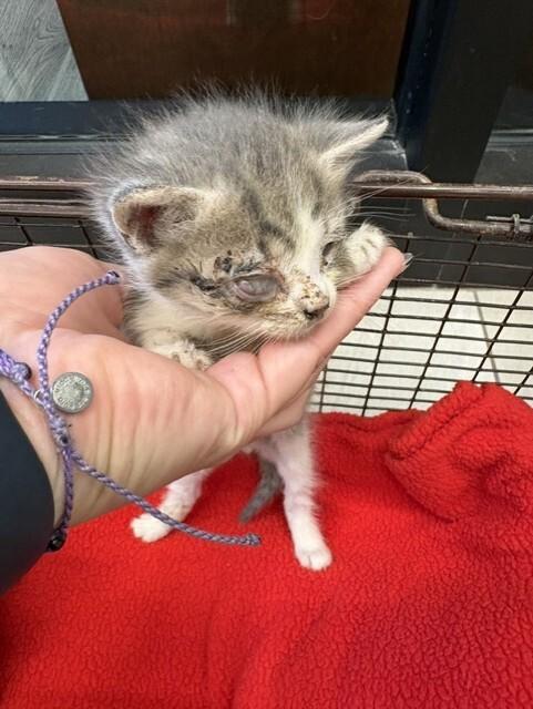 Thing 2, Adoptable, Young Male Domestic Short Hair.
