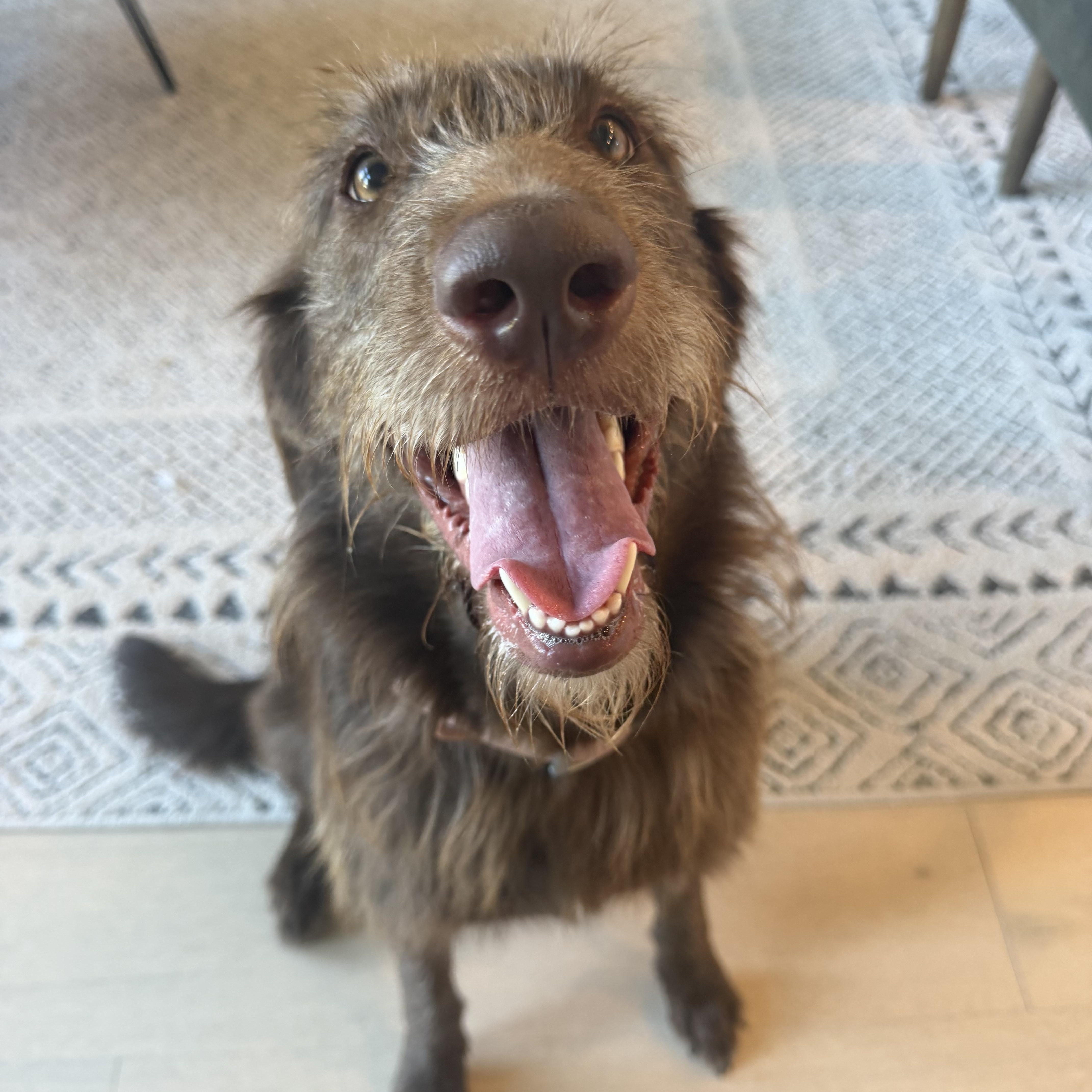 Enlarge Scarlett, a Adoptable mixed breed in Bettendorf, IA image 1/6