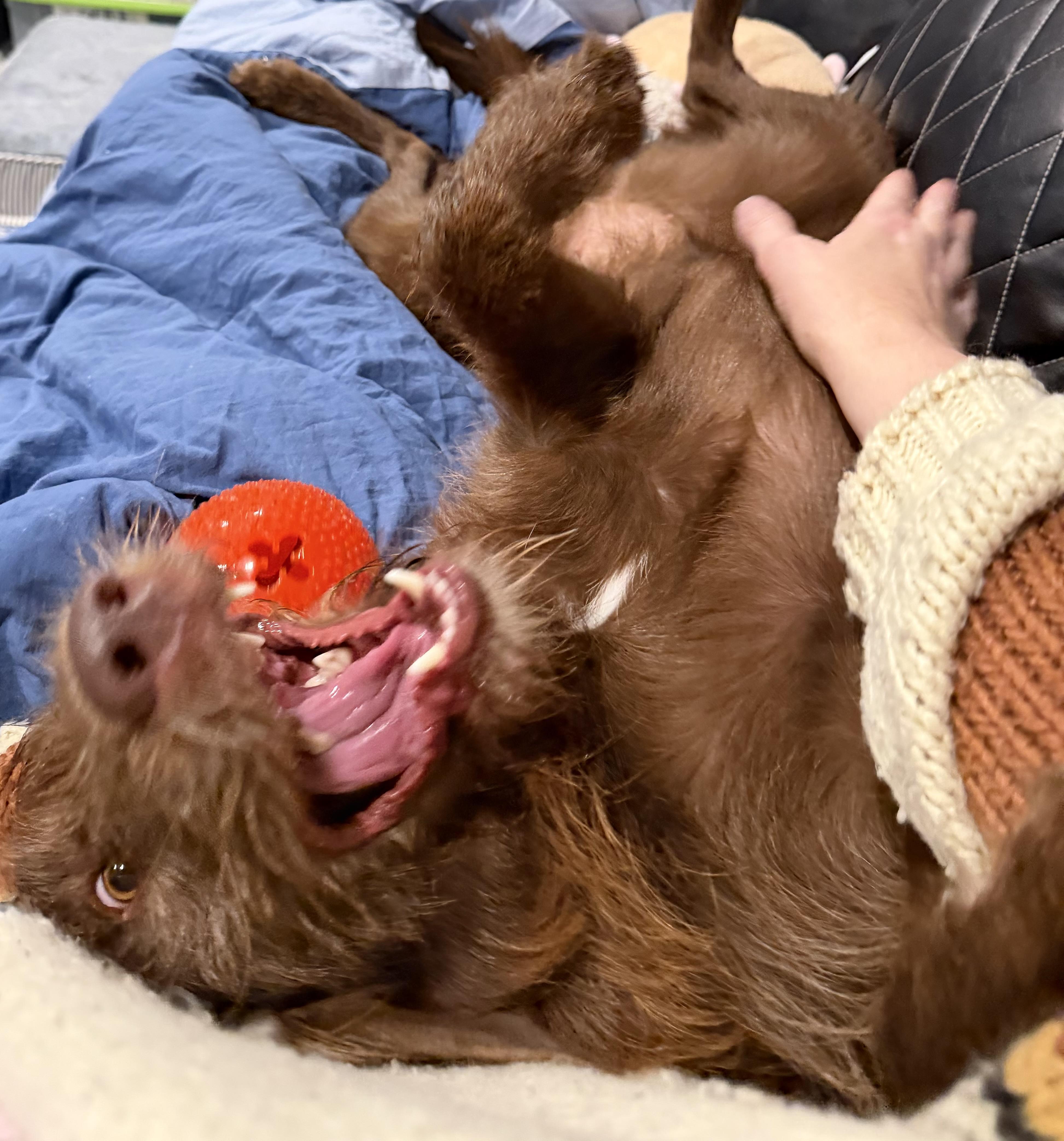 Enlarge Scarlett, a Adoptable mixed breed in Bettendorf, IA image 3/6