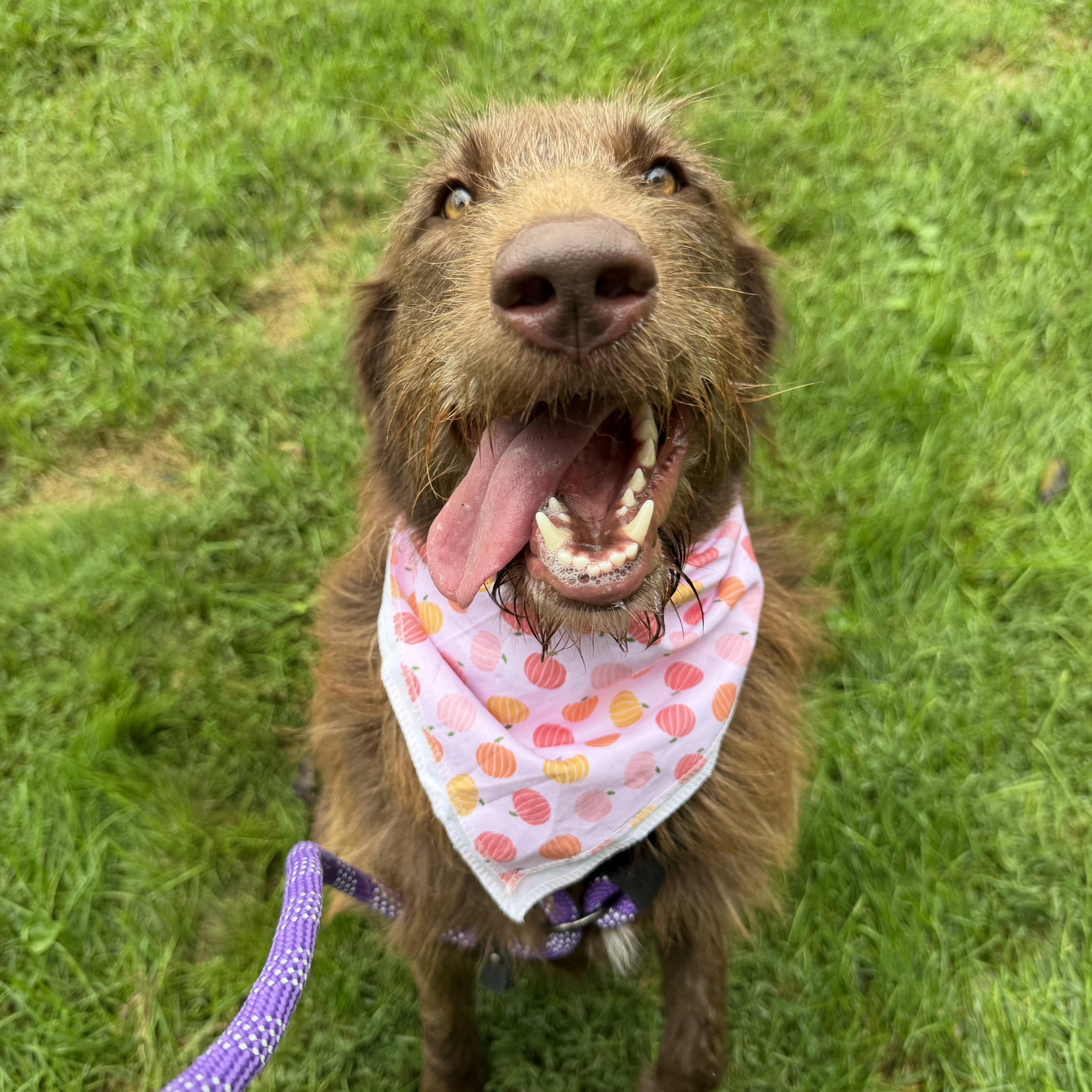 Enlarge Scarlett, a Adoptable mixed breed in Bettendorf, IA image 6/6