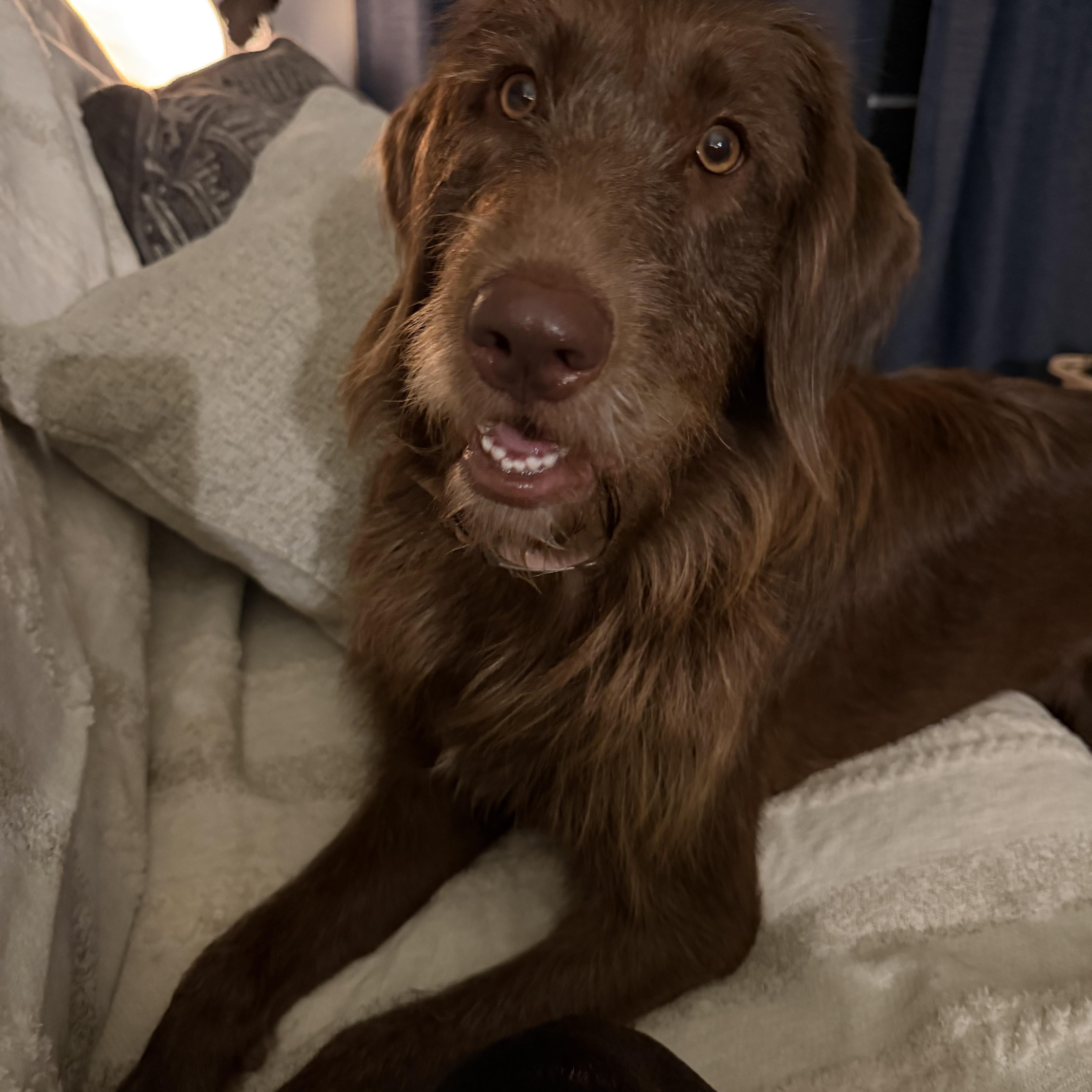 Enlarge Scarlett, a Adoptable mixed breed in Bettendorf, IA image 2/6
