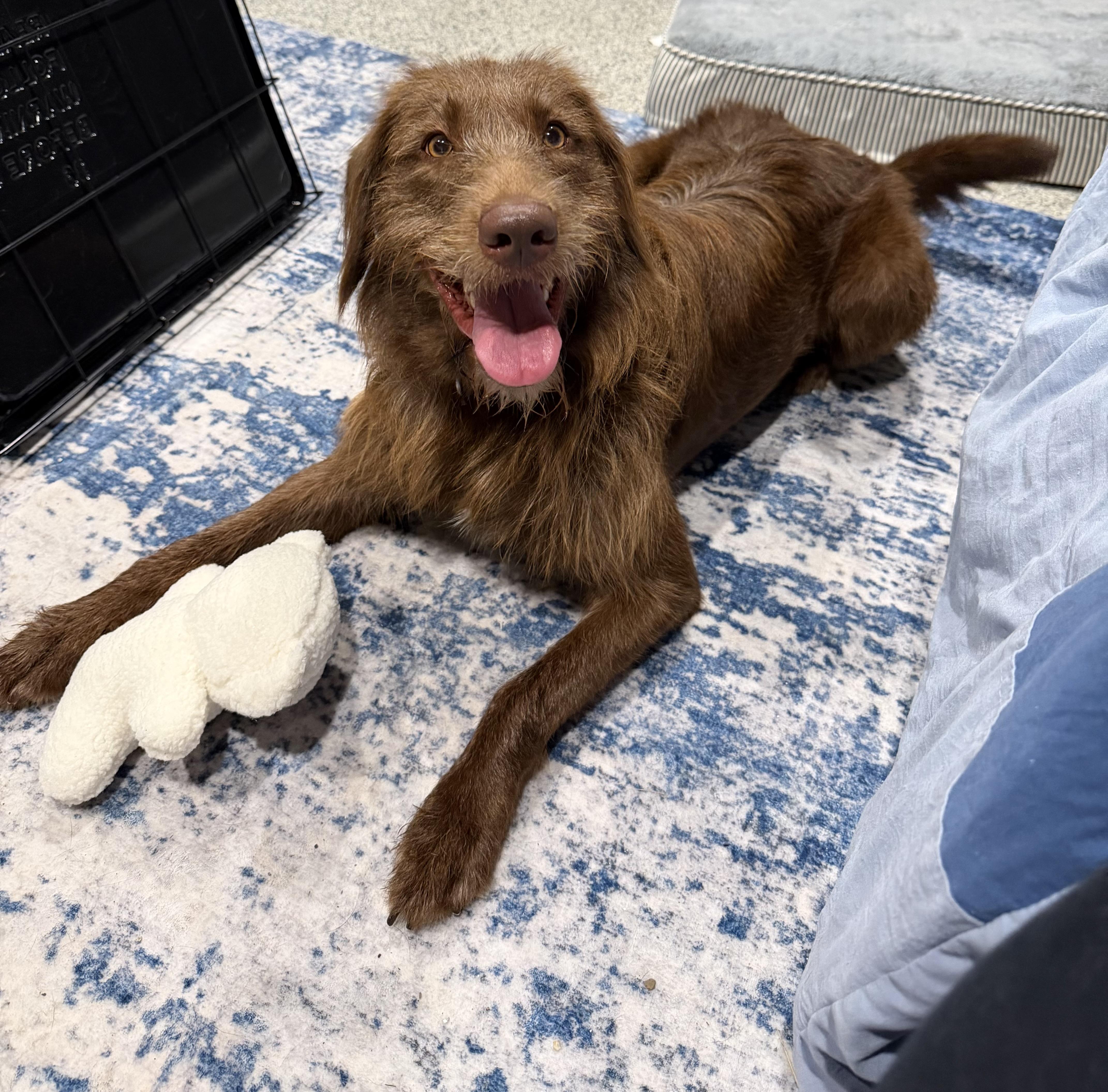 Enlarge Scarlett, a Adoptable mixed breed in Bettendorf, IA image 4/6