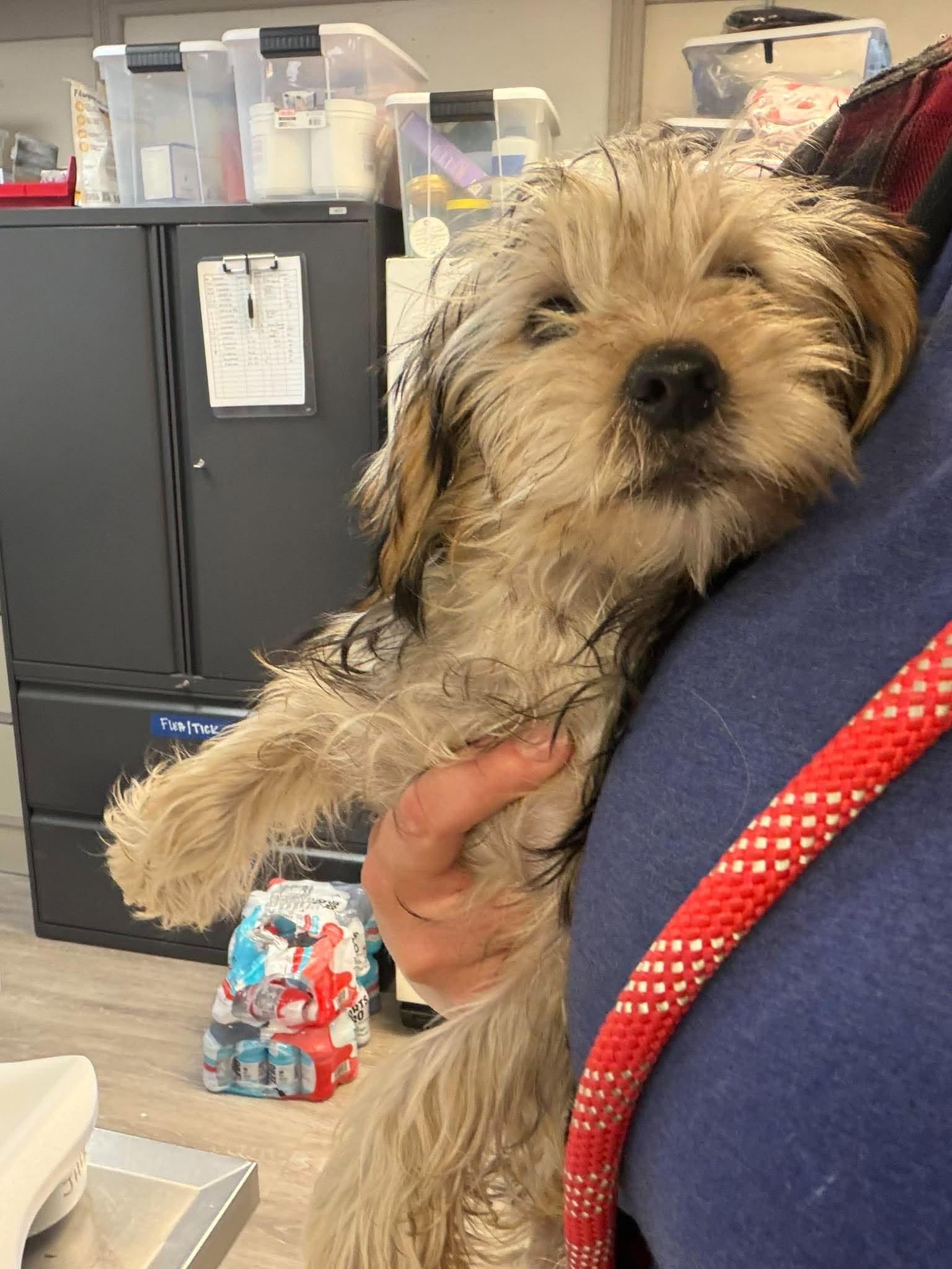 Enlarge Tag, a Adoptable mixed breed in Grand Forks, ND image 1/1