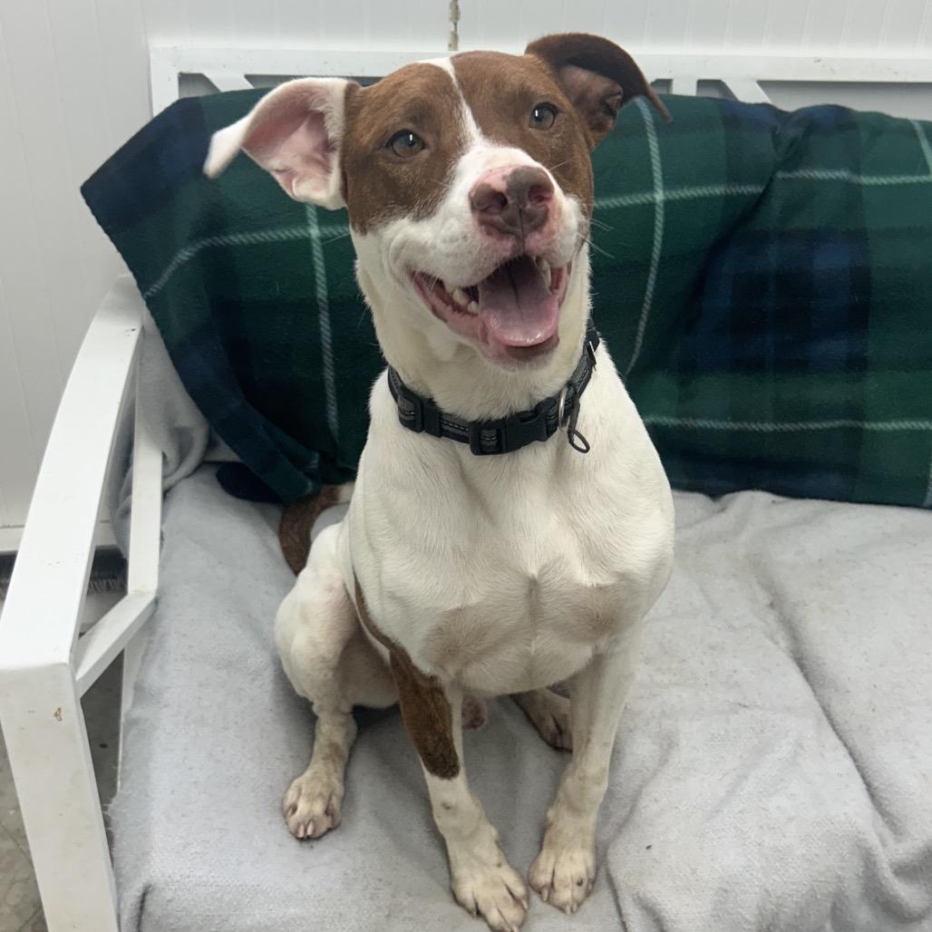 Brownie, Adoptable, Adult Male Labrador Retriever.