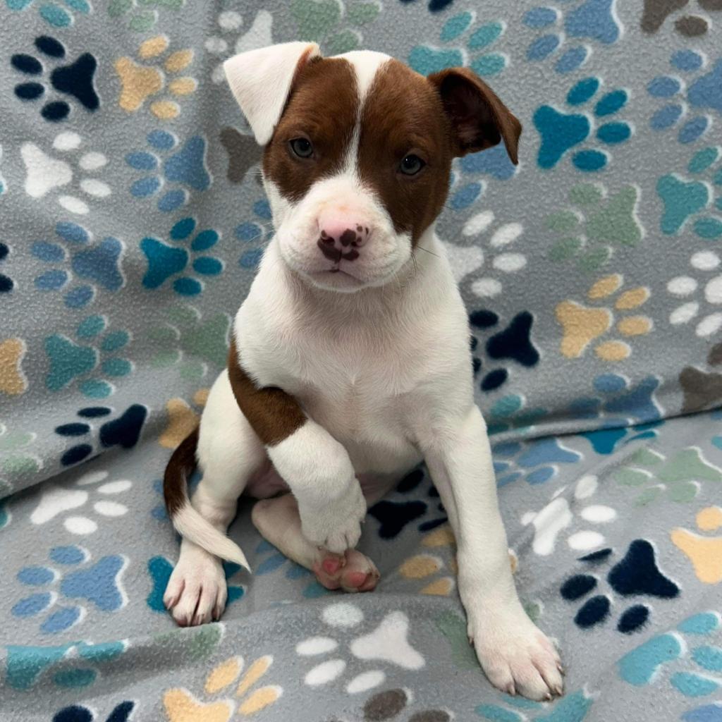 Brownie, Adoptable, Adult Male Labrador Retriever.