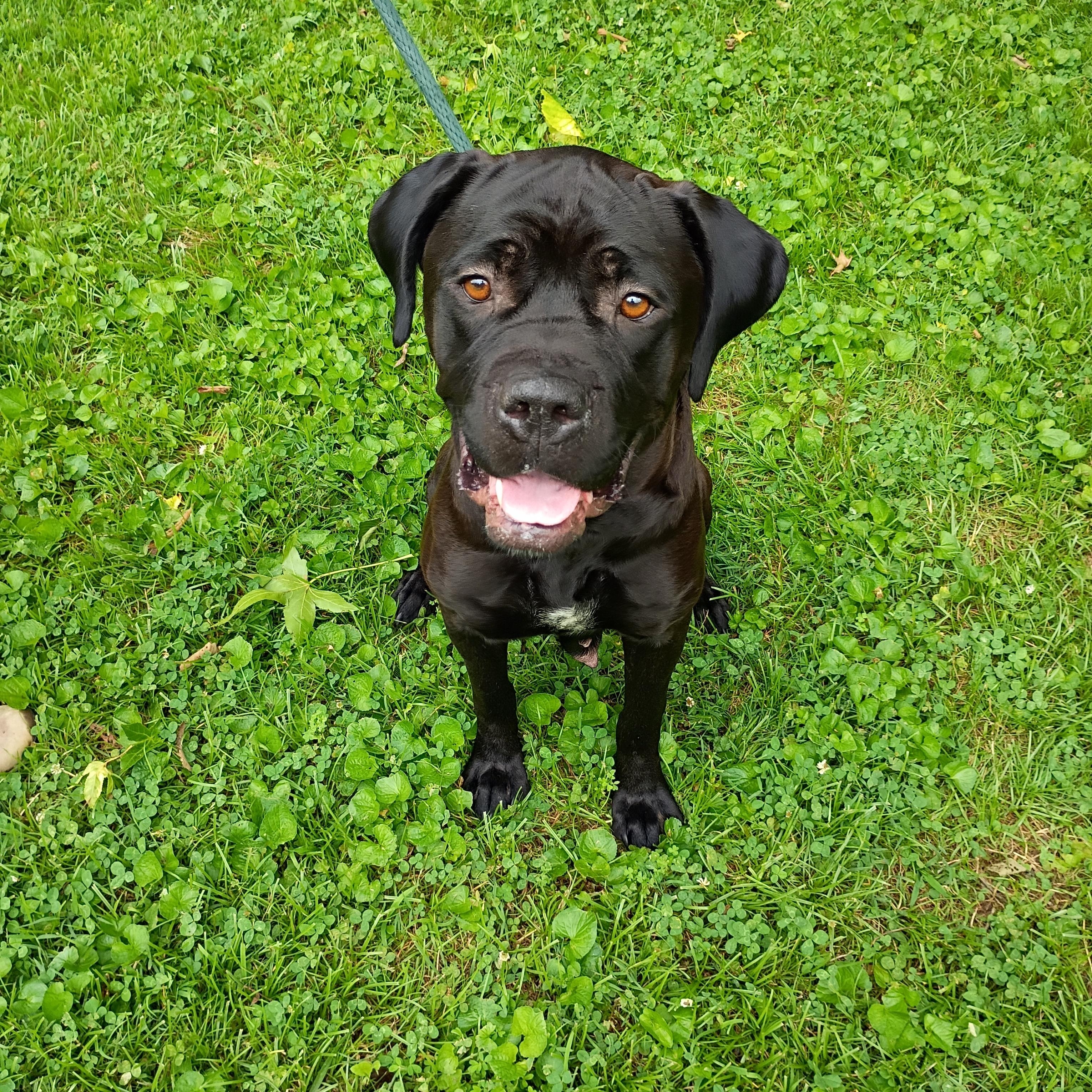 Onyx, a ADOPTABLE mixed breed in Maynardville, TN image 3/3