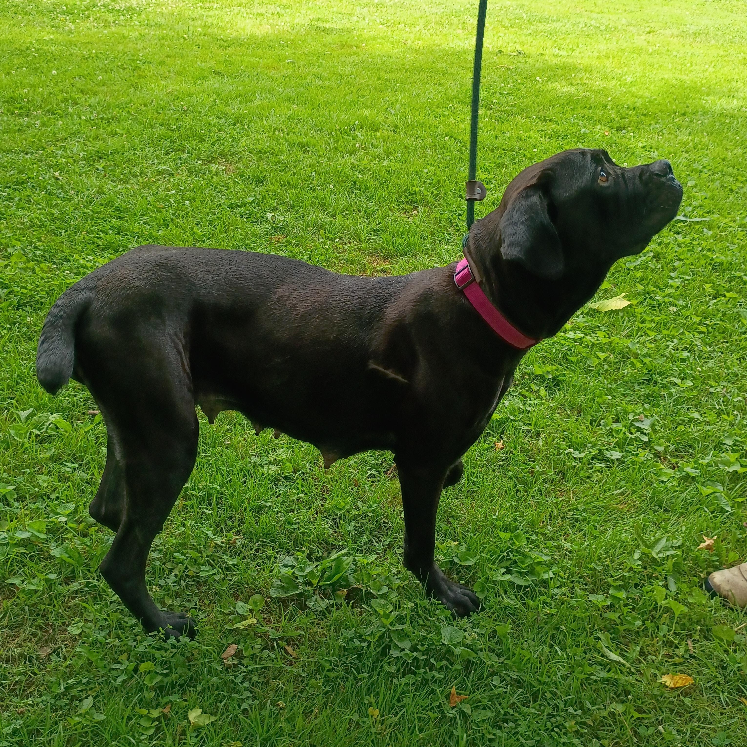 Onyx, a ADOPTABLE mixed breed in Maynardville, TN image 1/3