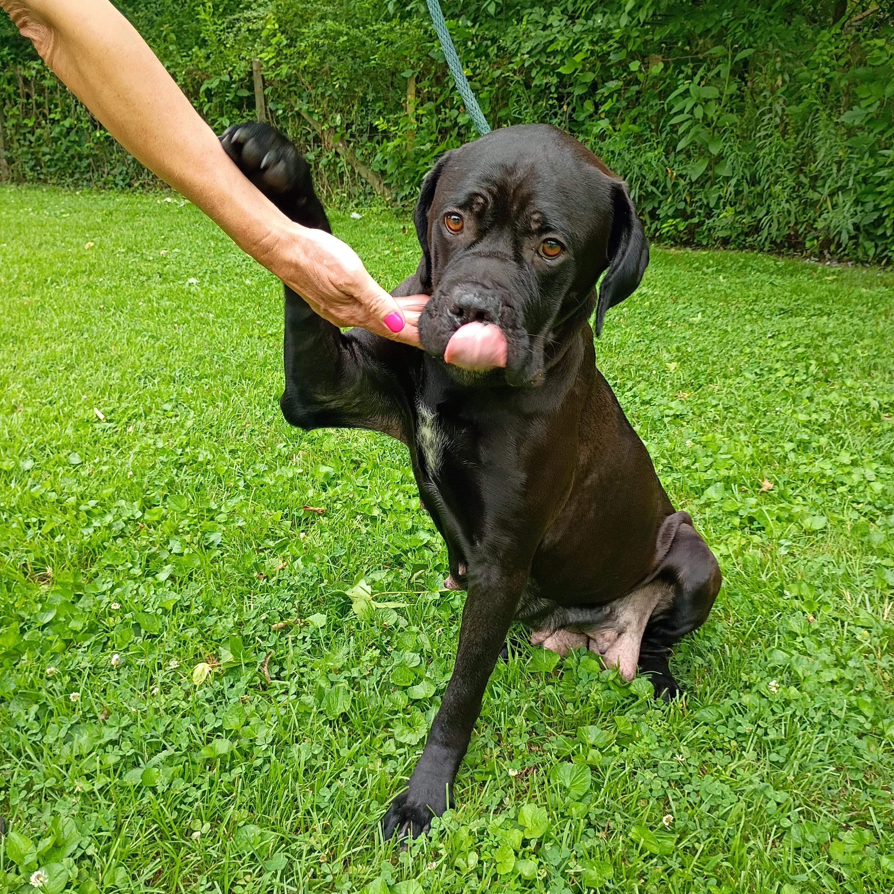 Onyx, a ADOPTABLE mixed breed in Maynardville, TN image 2/3