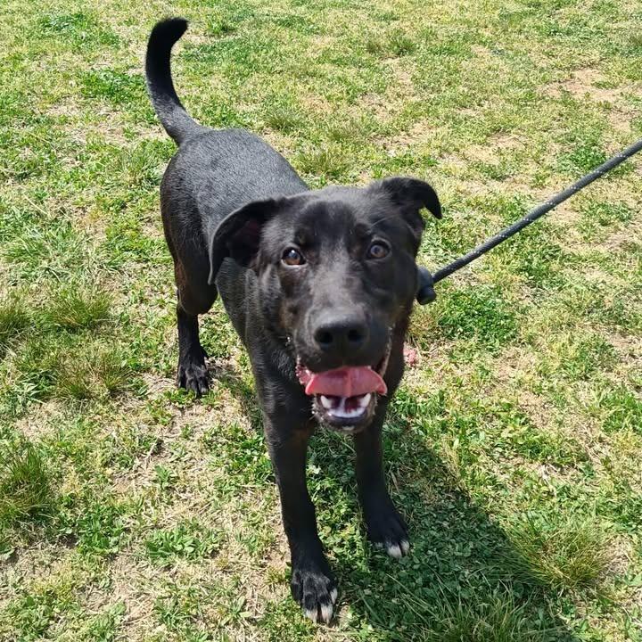 Sterling, Adoptable, Puppy Male Labrador Retriever.