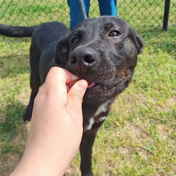 Enlarge Sterling, a Adoptable Labrador Retriever in Springdale, AR image 2/6