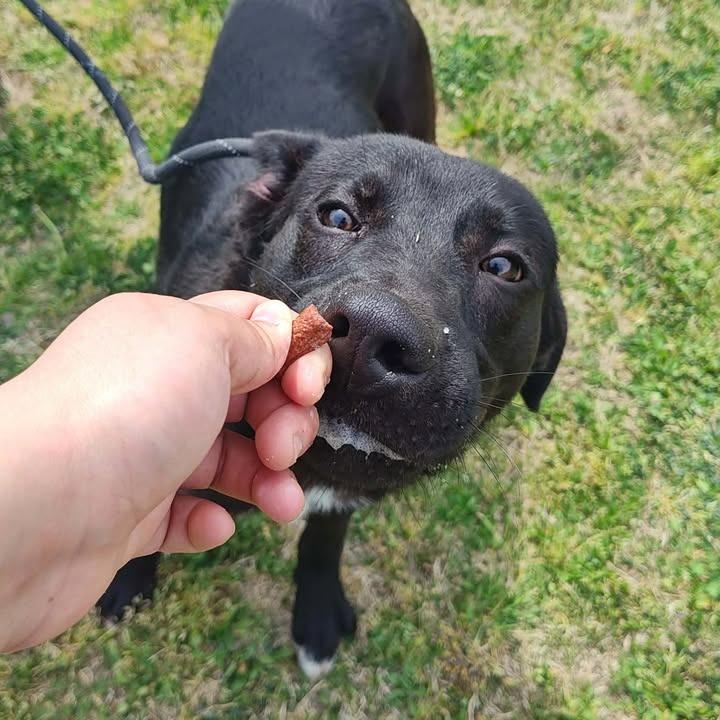Enlarge Sterling, a Adoptable Labrador Retriever in Springdale, AR image 3/6