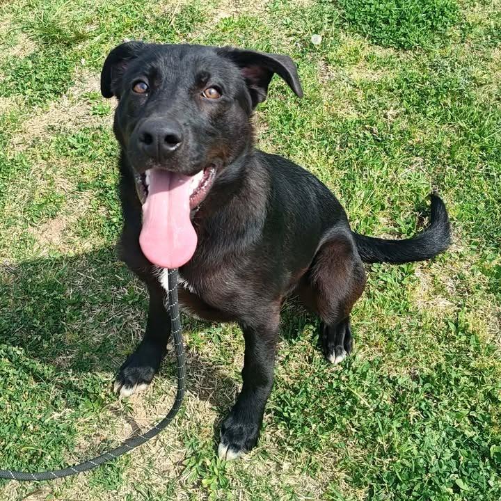 Sterling, Adopted, Puppy Male Labrador Retriever.
