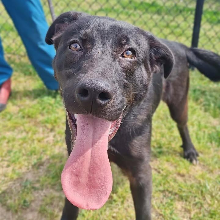Enlarge Sterling, a Adoptable Labrador Retriever in Springdale, AR image 5/6