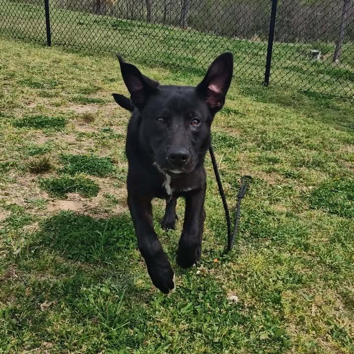 Enlarge Sterling, a Adoptable Labrador Retriever in Springdale, AR image 6/6
