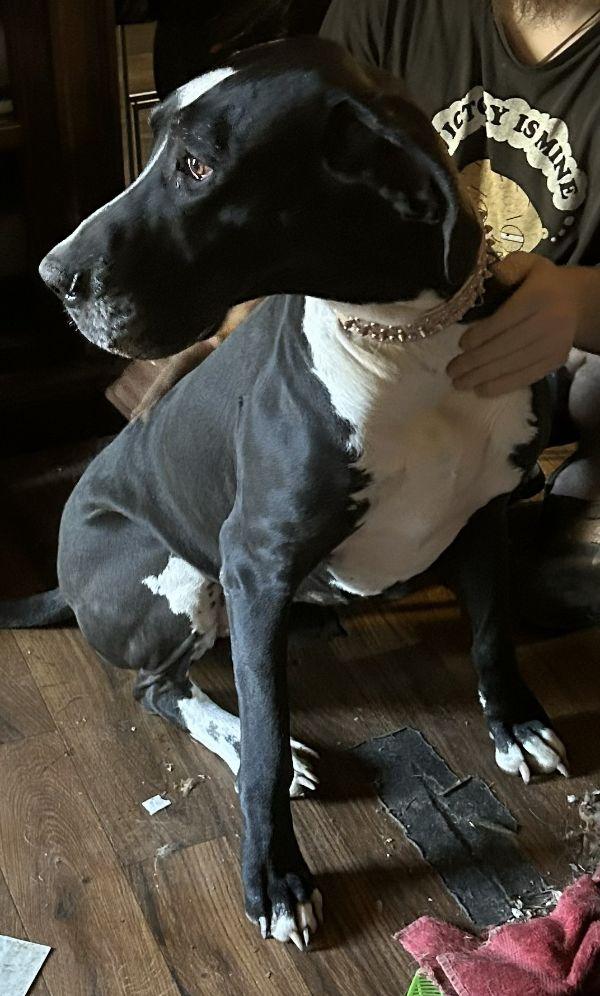 Enlarge Duke - Bonded Pair with Lulu, a ADOPTABLE Great Dane in Reading, PA image 1/1