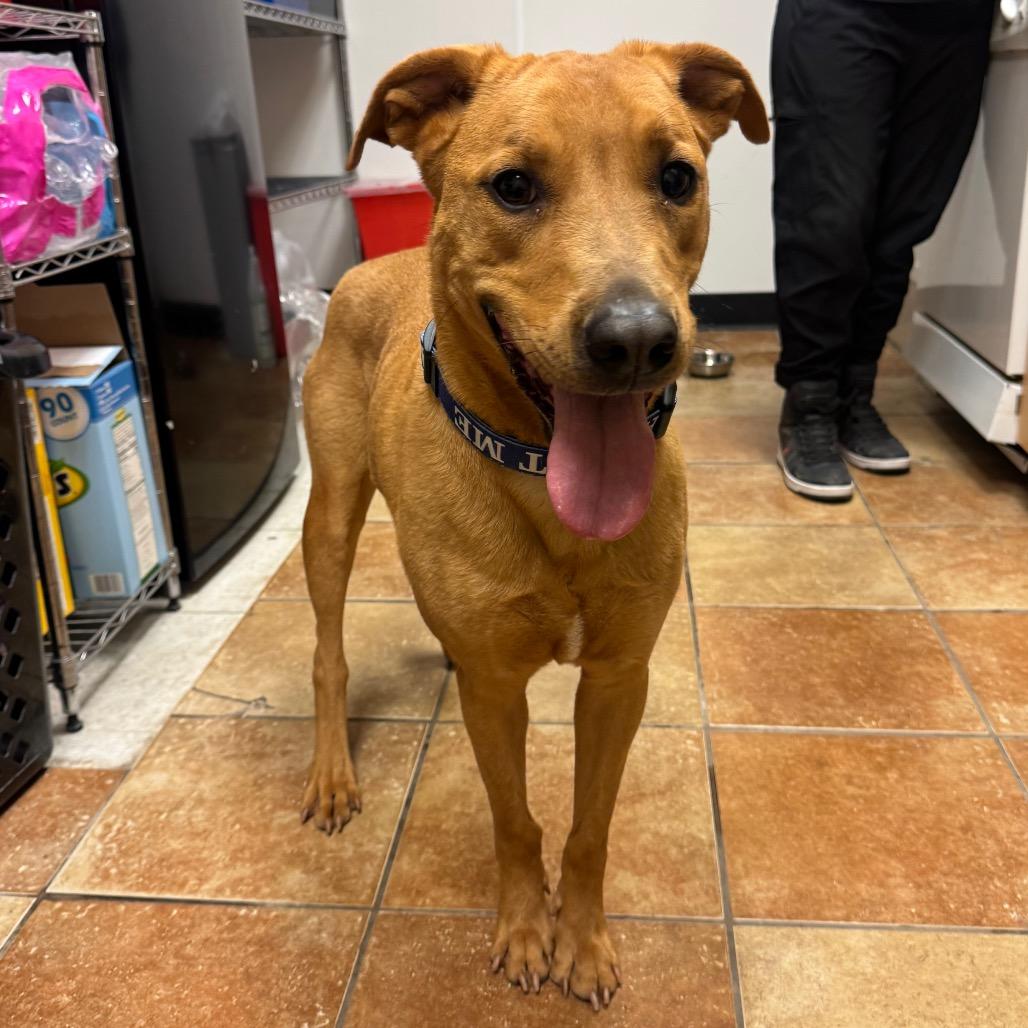 FWT Mollie, Adoptable, Adult Female Mixed Breed.