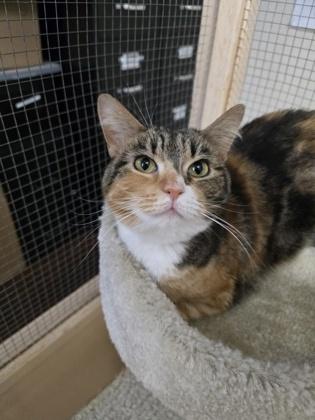 Enlarge Eve, a ADOPTABLE Domestic Medium Hair in Prineville, OR image 1/1
