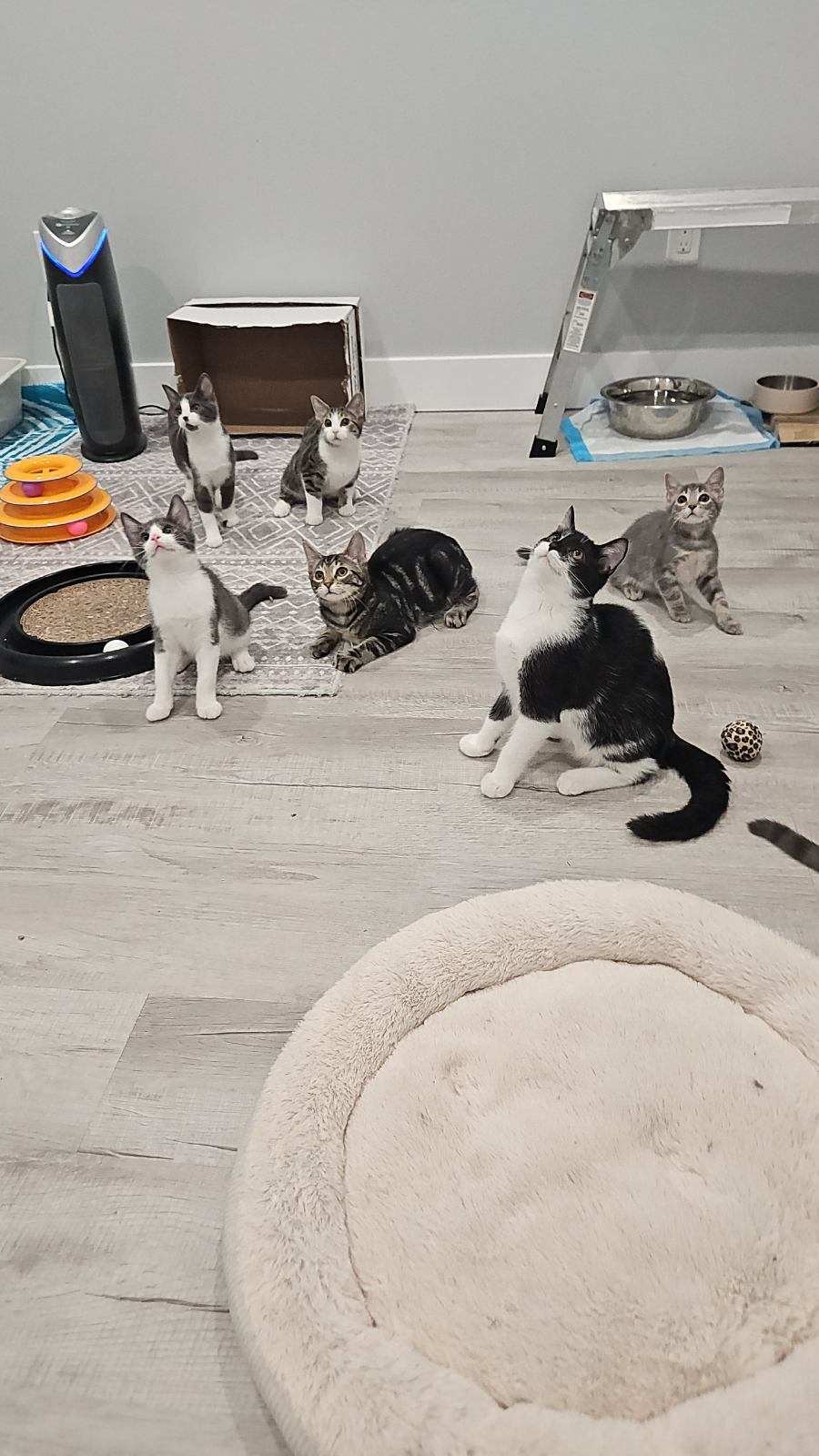 Enlarge Houdini, a Adopted Domestic Short Hair in Pittsburgh, PA image 3/3