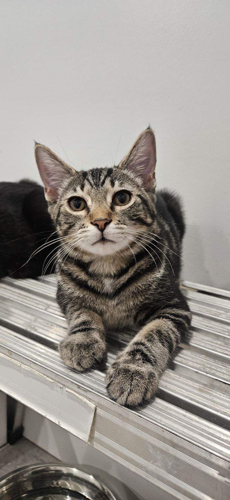 Houdini, Adopted, Young Male Domestic Short Hair.