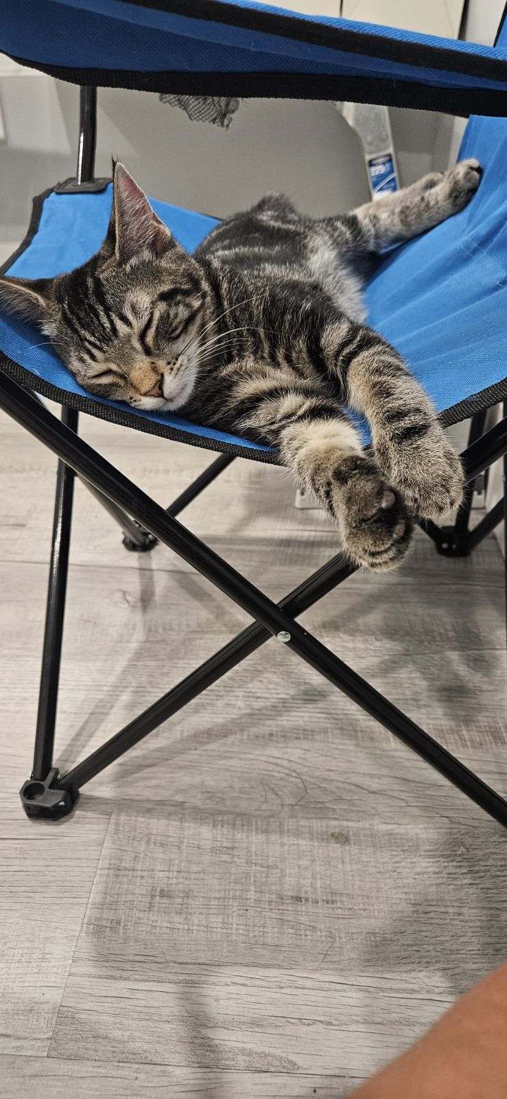 Enlarge Houdini, a Adopted Domestic Short Hair in Pittsburgh, PA image 2/3