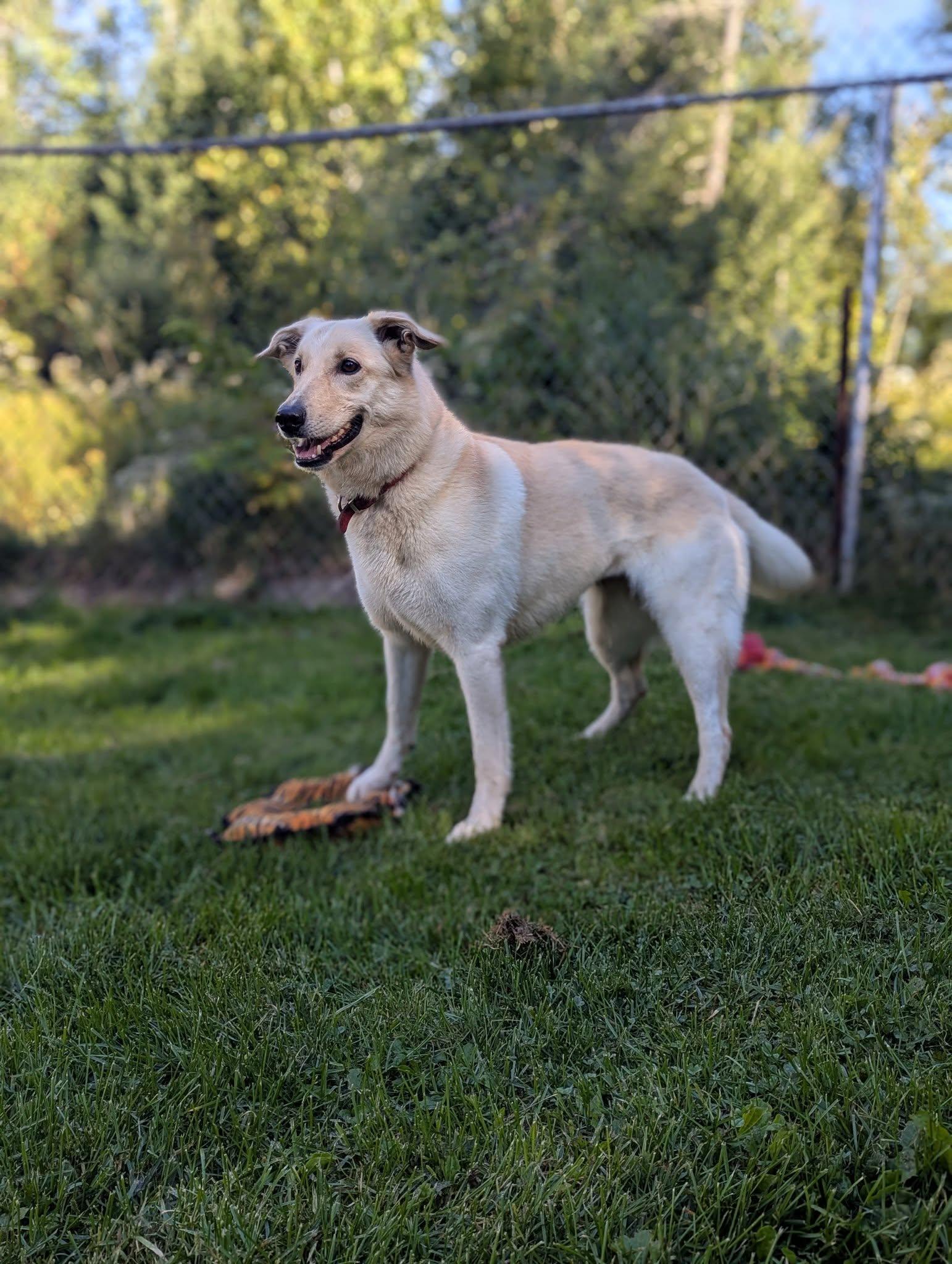 Delta, an adoptable Yellow Labrador Retriever in Wahnapitae, ON, P0M 3C0 | Photo Image 3