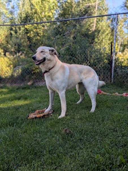 Delta, an adoptable Yellow Labrador Retriever in Wahnapitae, ON, P0M 3C0 | Photo Image 1