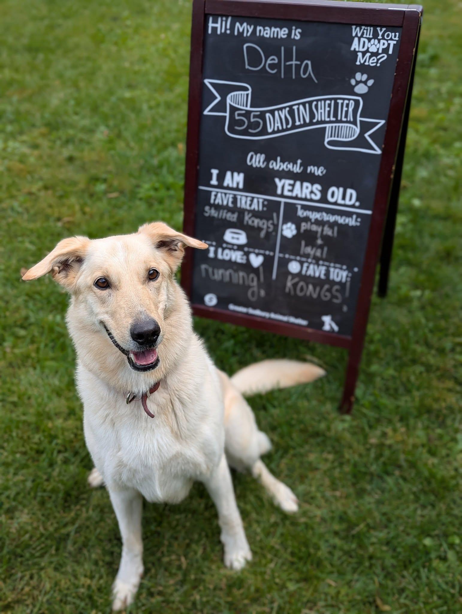 Delta, a Adoptable mixed breed in Wahnapitae, ON image 3/3