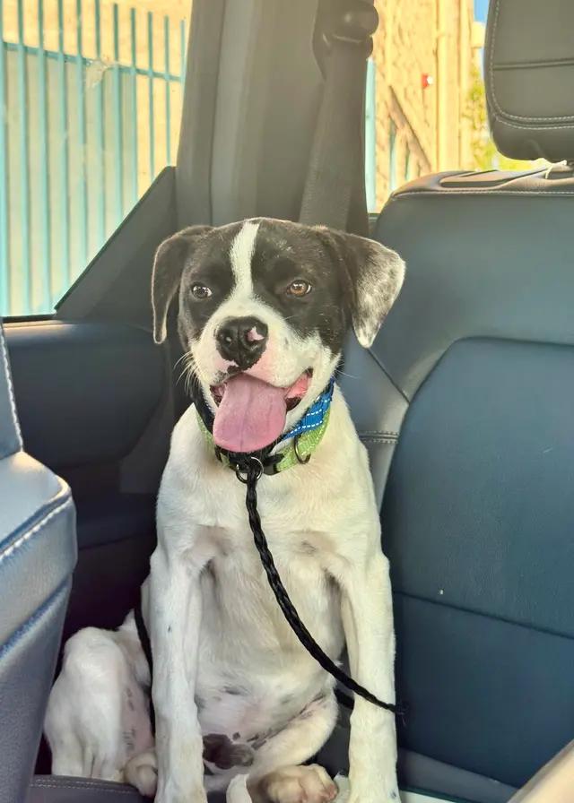 Enlarge Bodie, a Adoptable mixed breed in Tucson, AZ image 1/5