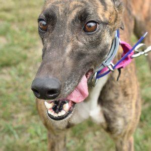 JSP WON MORE DAY, Adoptable, Adult Female Greyhound.