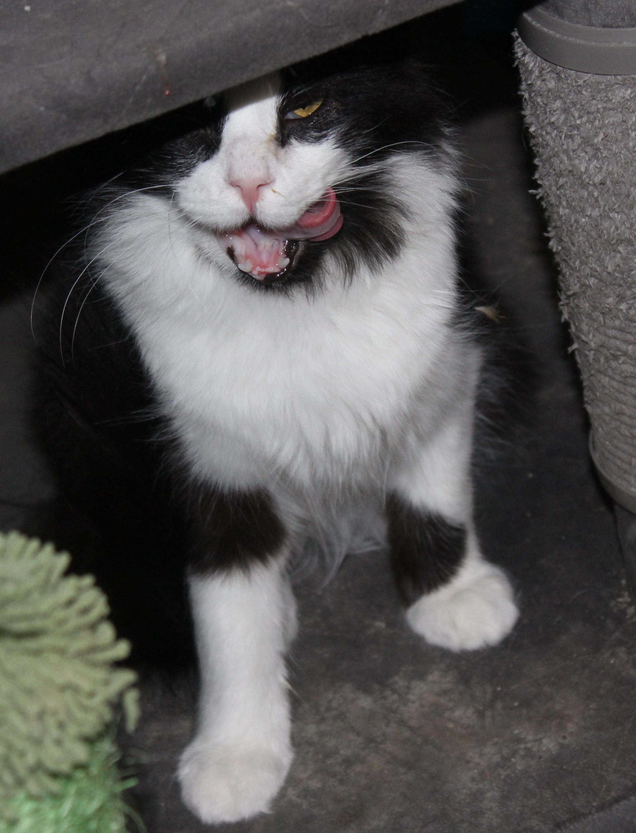Enlarge Wilson, a Adoptable mixed breed in Huron, SD image 4/4