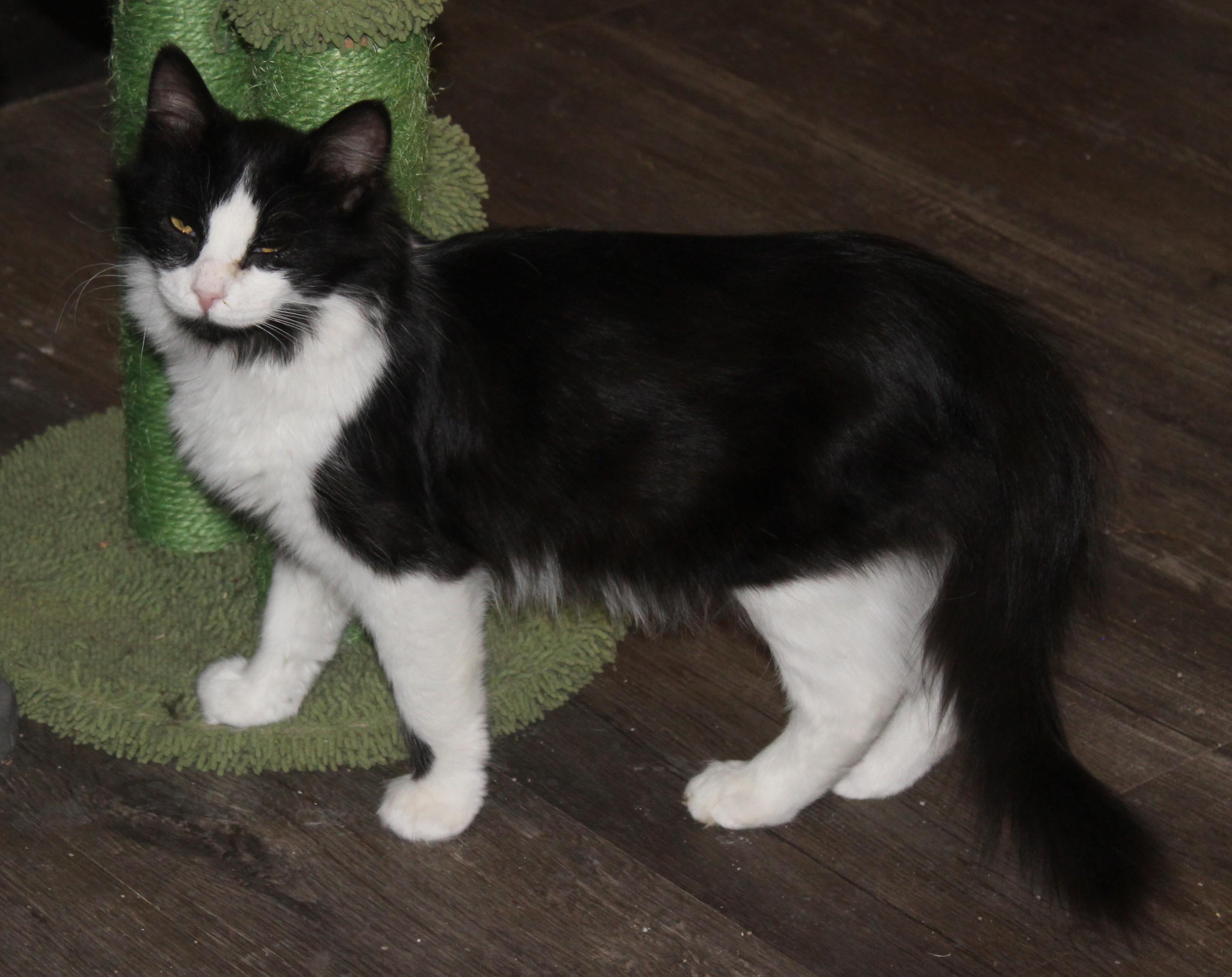 Wilson, Adoptable, Young Male Domestic Long Hair.