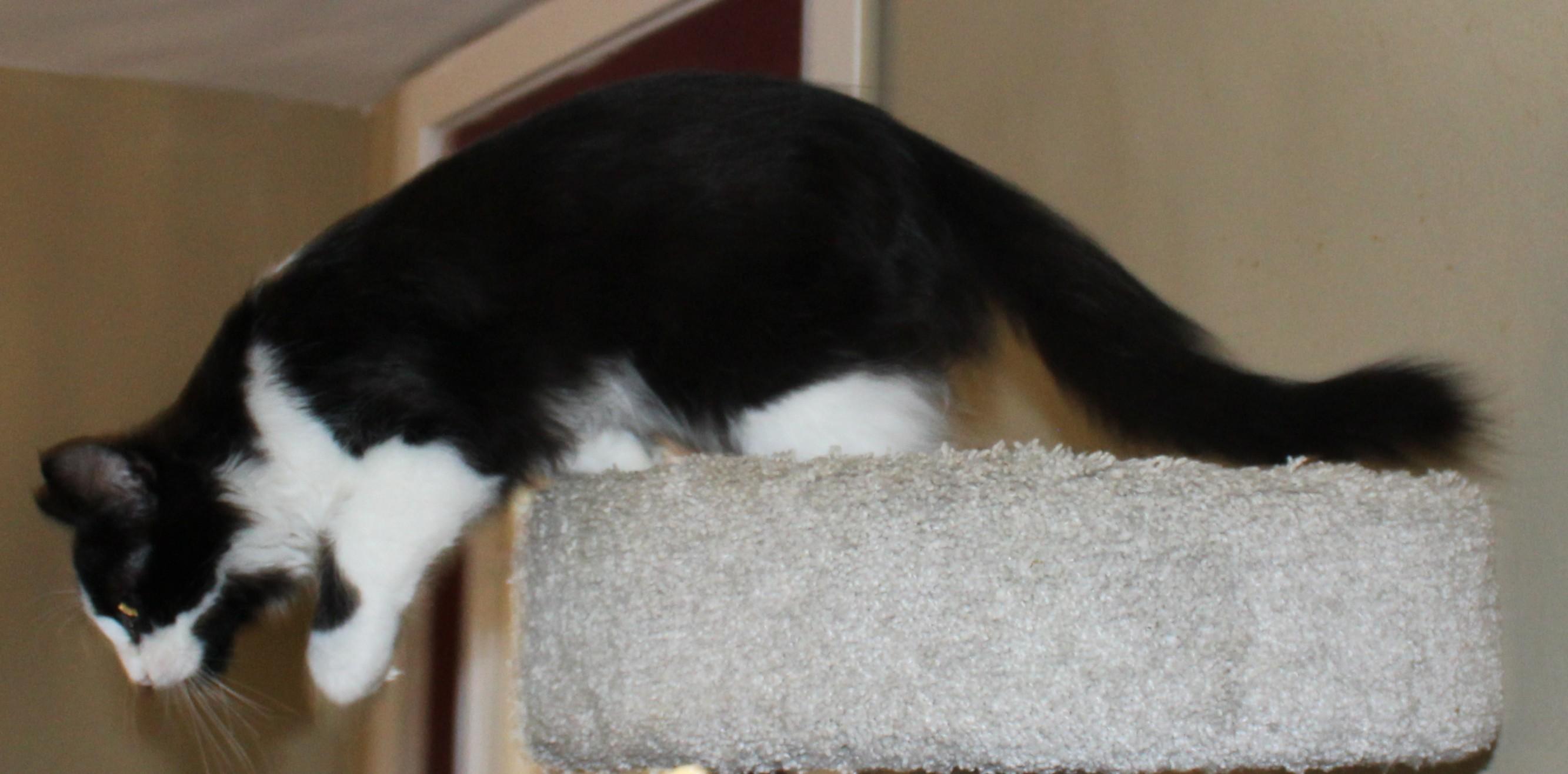 Enlarge Wilson, a Adoptable mixed breed in Huron, SD image 3/4