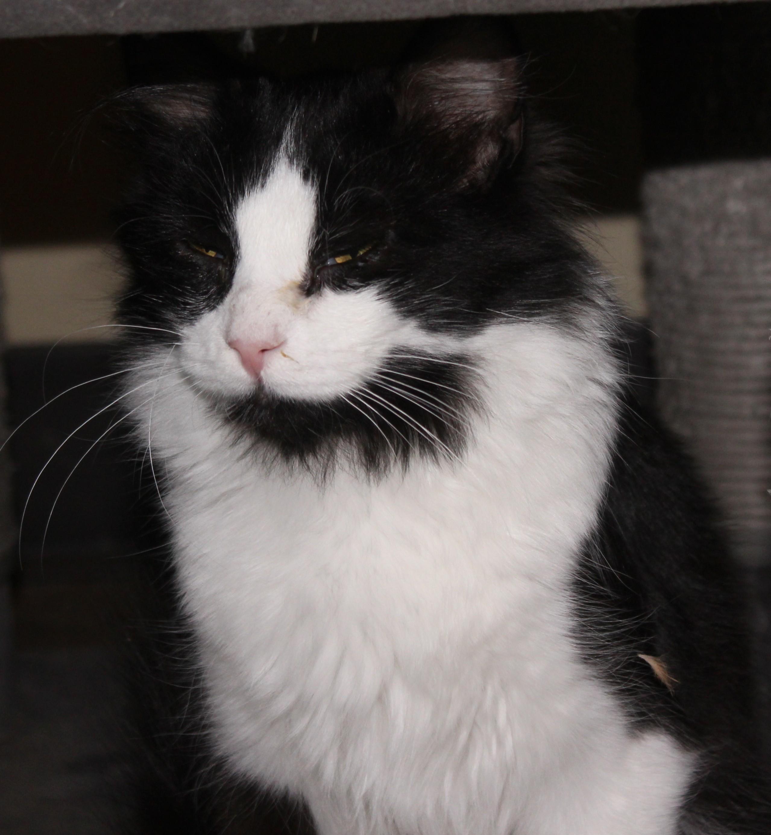 Enlarge Wilson, a Adoptable mixed breed in Huron, SD image 2/4