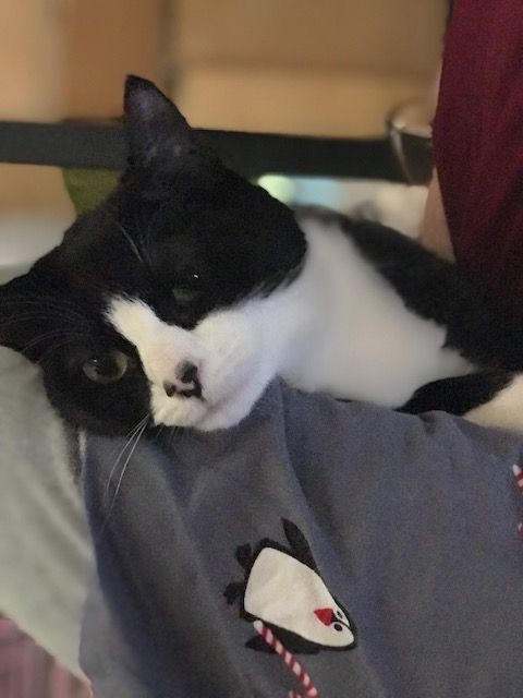 JOLLY JOY, a Adoptable mixed breed in Spotsylvania, VA image 1/3