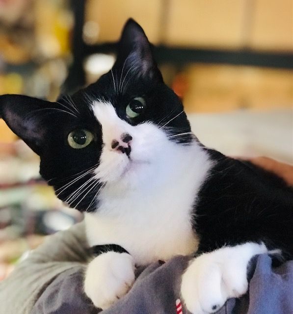 JOLLY JOY, a Adoptable mixed breed in Spotsylvania, VA image 2/3