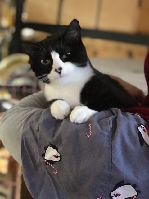 JOLLY JOY, a Adoptable mixed breed in Spotsylvania, VA image 3/3